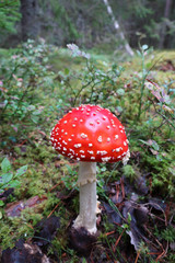 Fly agaric