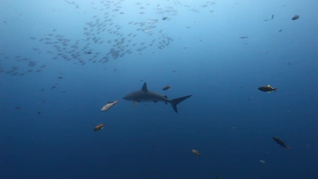 Big shark on background of school fish underwater in Pacific ocean. Unique amazing video footage. Abyssal relax diving. Natural aquarium of sea. Beautiful animals.