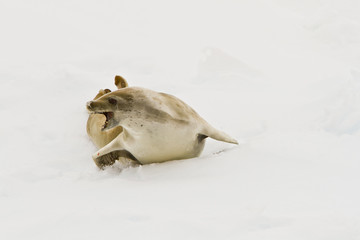The crab, the seal(lobodon carcinophagus)shows aggression on the ice in the Davis sea Antarctica