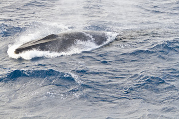 Humpback whale in the southern ocean Antarctica