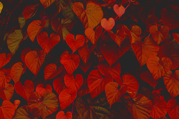 Autumn leaves background,Heart shaped Lime tree leaf.vintage tone.