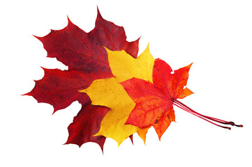 Fototapeta premium Red, yellow and purple maple leaves on white background