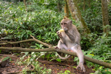 Naklejka na ściany i meble Crab-eating macaque also known as Long-tailed macaque in Ubud Monkey Forest, Bali