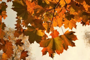 Naklejka na ściany i meble A close-up image of colourful Autumn leaves.