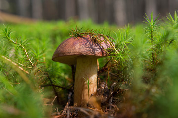 Mushroom in the green moss in the forest © Anna Parzychowska