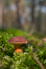 Mushroom in the green moss in the forest