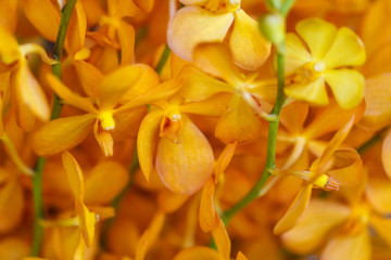 Beautiful yellow orchids