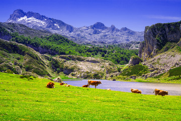Fototapeta na wymiar landscape with lake and pasture