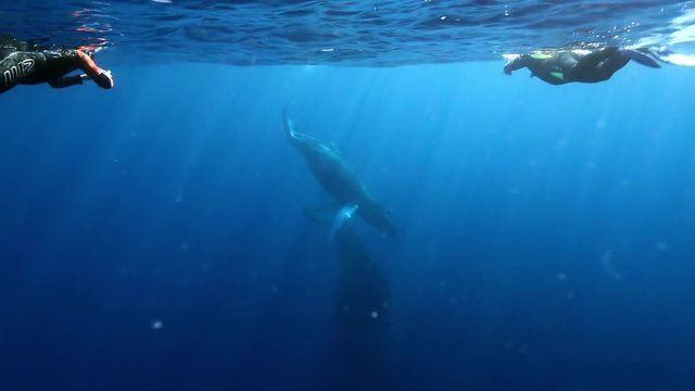 Whales humpback mother and young calf with divers underwater in Pacific ocean. Unique background of water surface. Video for film in blue sea of Roca Partida Island.