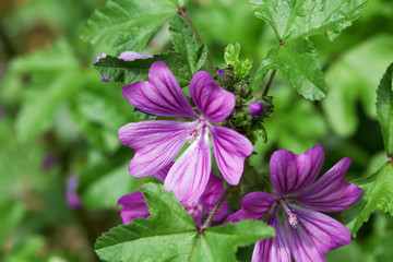 Cretan hollyhock (Lavatera cretica)