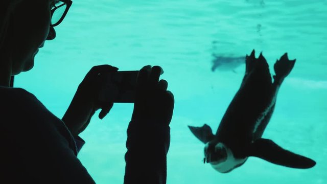 A woman is taking pictures of a fun penguin. The bird swims in the pool, it can be seen through the transparent window