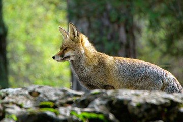 Zorro común, en las Sierras de Cazorla, Segura y Las Villas.