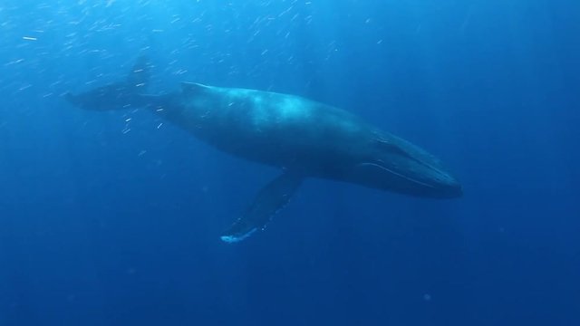Humpback Whales megaptera novaeangliae in sunlight underwater in Pacific ocean. Amazing background of water surface. Unique video for film in blue sea of Roca Partida Island.