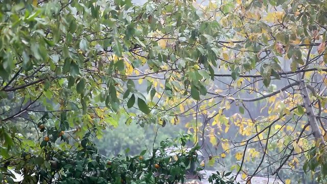 Garden and Rainy Day 