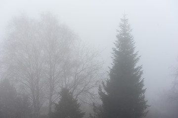 Foggy scenery. Street in fog