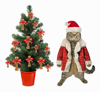 The cat in a red sheepskin coat and a hat is next to the Christmas tree. White background.