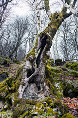 An old tree, covered with moss in the autumn forest. Resort Rosa Khutor, Sochi, Russia.