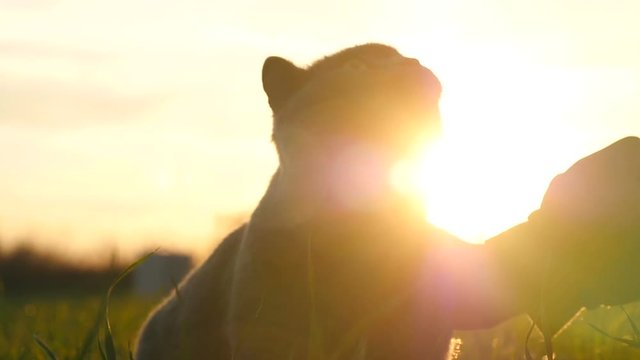 A girl stroking a British breed cat in a field at sunset in the sun