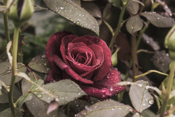 Rose mit Tropfen in Blättern