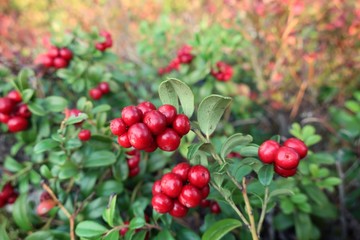 Lingonberry, cowberry