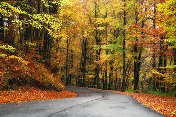 Empty road in autumn forest