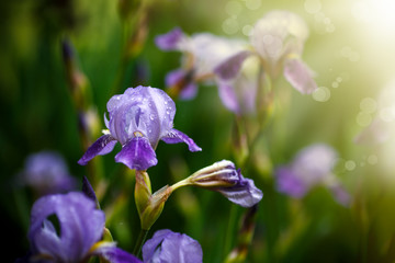 Beautiful violet with white flowers irises