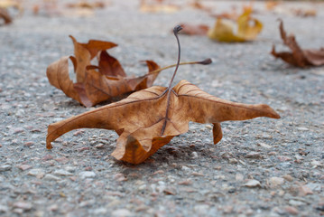 Yellow maple leaf on asphalt, autumn leaf lying on the ground, falling leaves in autumn.