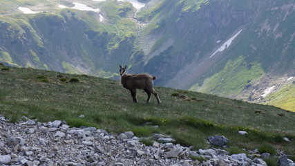 Kozica górska na tle gór © Szymon