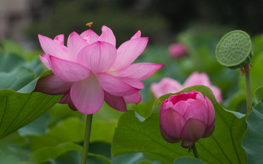 蓮の花とハチ