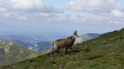 Naklejka premium Kozica górska na tle gór 