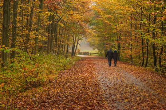 Fototapeta Walking in a rainy autumn day in the Tricity Landscape Park, Gdansk, Poland