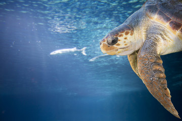 Loggerhead turtle on a naturel background