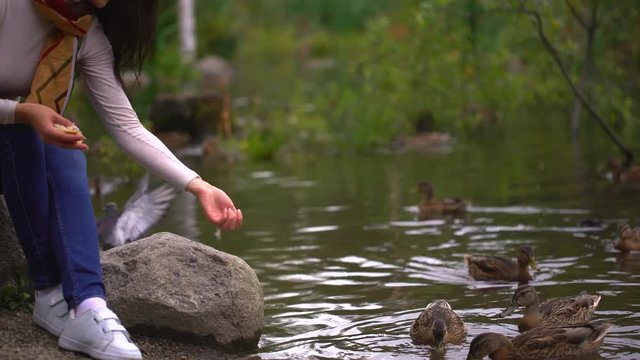 Beautiful young woman feeds the ducks around the lake in summer. 4 k