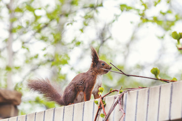 red squirrel with large fluffy ears sits on fence