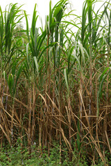 Sugarcane plants growing at field