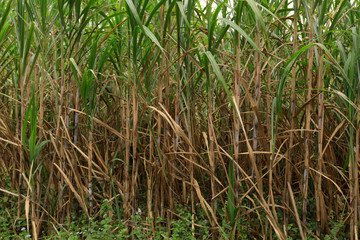 Fototapeta premium Sugarcane plants growing at field