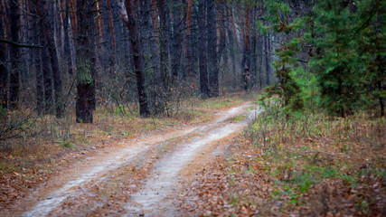 Fototapeta na wymiar rut road in pine forest