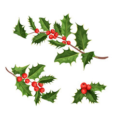 vector christmas holly mistletoe ilex leaves