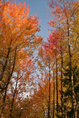 Colorful tree tops in the fall