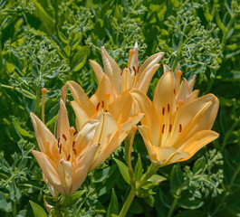  Close-up group of bright yellow lilies on green background.