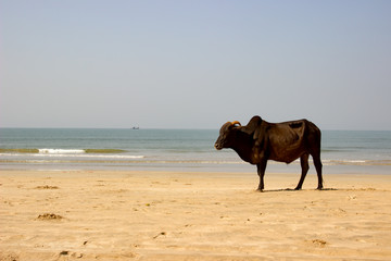 Bulle am Strand
