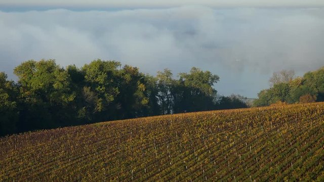 Bordeaux vineyard in autumn under the frost and fog, Time Lapse, Langoiran Castle