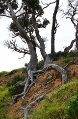 Tree at the edge of a cliff with apparent roots