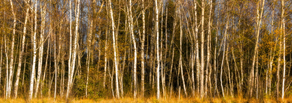 Panorama of a birch forest in the warm autumn sun light