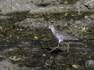 Common Redshank Standing on Sea Rock