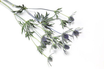 エリンジューム