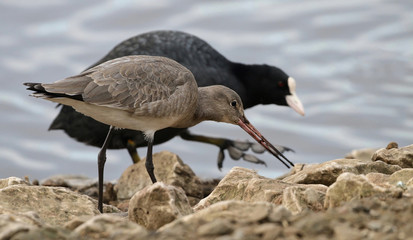 Black Tailed Godwit