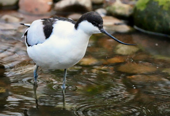 Avocet