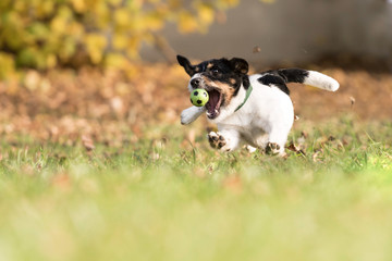 Naklejka na ściany i meble little fast dog catches his ball in flight - jack russell terrier