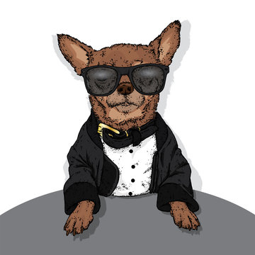 Stylish puppy in a jacket and a collar. A pedigree dog in clothes and accessories. Fashion & Style. Funny Chihuahua.